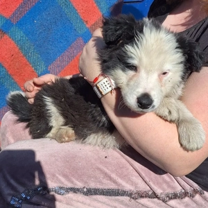 Căței Border Collie - imagine 3
