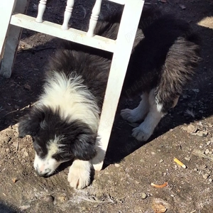 Căței Border Collie