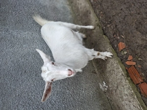 vind capra si tap SAN - imagine 2