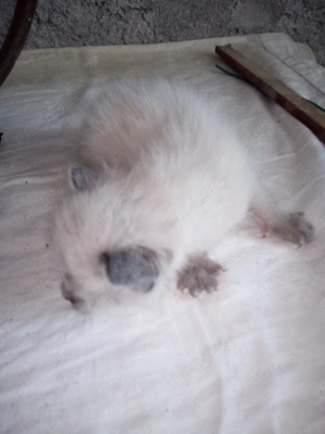 Vand 2 pui de pisici birmaneze - imagine 2