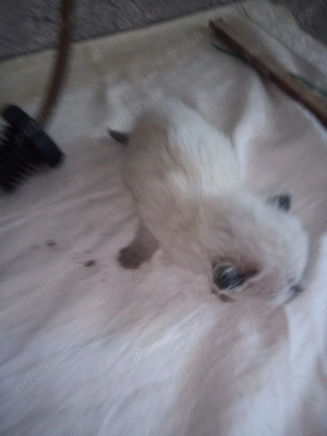 Vand 2 pui de pisici birmaneze - imagine 4