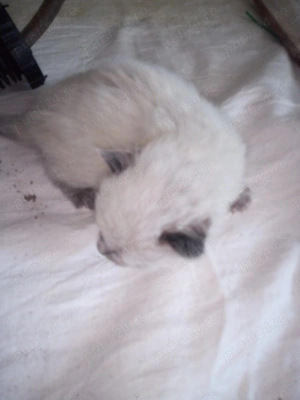 Vand 2 pui de pisici birmaneze - imagine 3