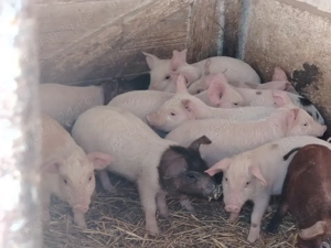 Purcei rasa de carne