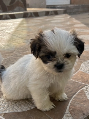 Puiuți adorabili Shih-Tzu - imagine 4