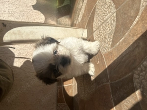 Puiuți adorabili Shih-Tzu - imagine 5