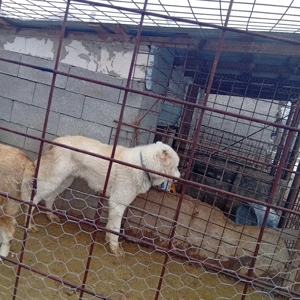 de vânzare mai multe detalii in privat  - imagine 4