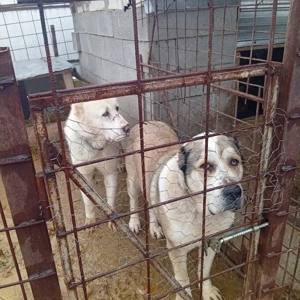 de vânzare mai multe detalii in privat  - imagine 3