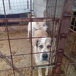 de vânzare mai multe detalii in privat  - imagine 2