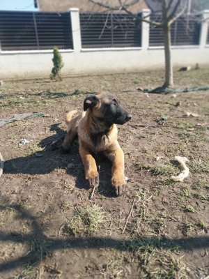 Ciobanesc Belgian  - imagine 2