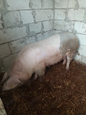 de vânzare  - imagine 5