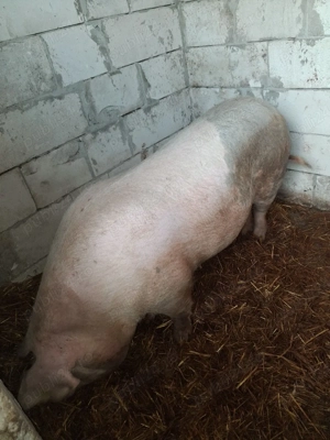 de vânzare  - imagine 2