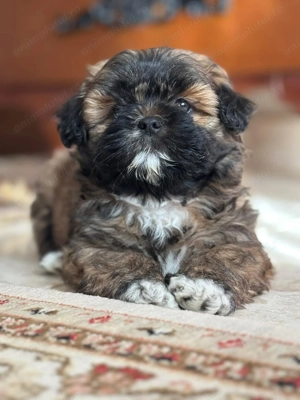 Bichon havanez fetițe și băieței