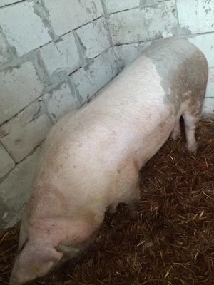 de vânzare  - imagine 4