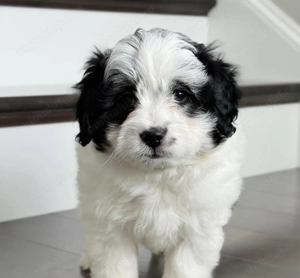 Bichon havanez mascul și femele