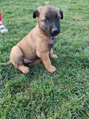 Coibanesc belgian malinois  - imagine 3