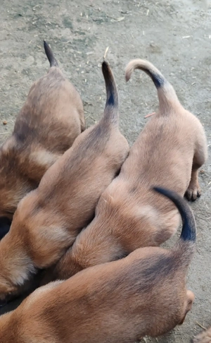 Coibanesc belgian malinois  - imagine 2