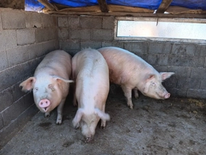 Vând porci de carne - imagine 3