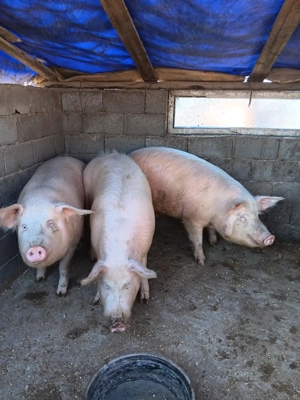 Vând porci de carne - imagine 4