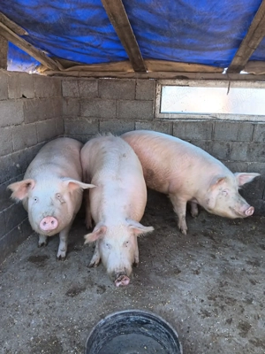 Vând porci de carne