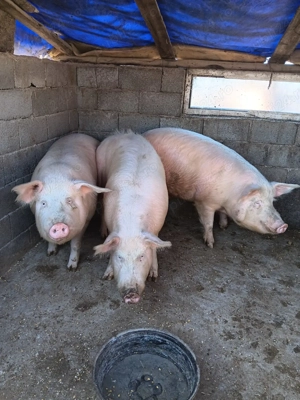 Vând porci de carne - imagine 2