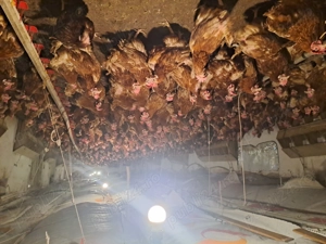 Gaini de vanzare - imagine 3