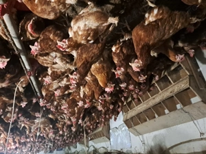 Gaini de vanzare - imagine 2