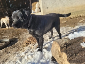 Donez 2 caini Labradori - imagine 3