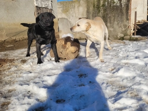 Donez 2 caini Labradori - imagine 4