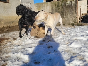 Donez 2 caini Labradori - imagine 5