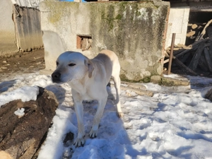 Donez 2 caini Labradori - imagine 2