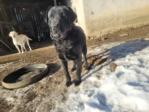 Donez 2 caini Labradori