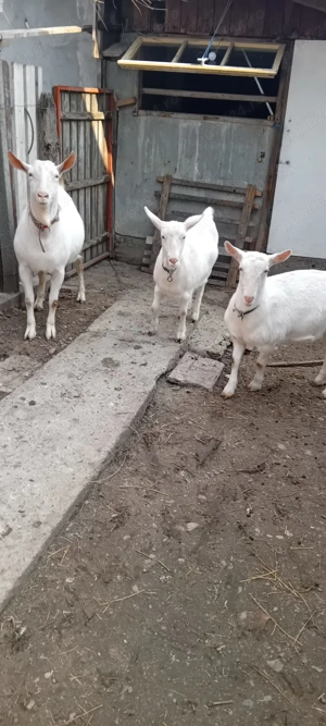 Vând capre tinere - imagine 4