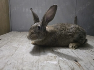 Femela hycole francez - imagine 3