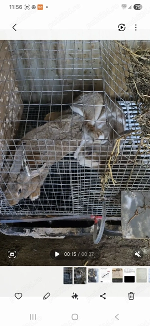 Femela hycole francez