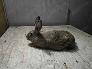 Femela hycole francez - imagine 4