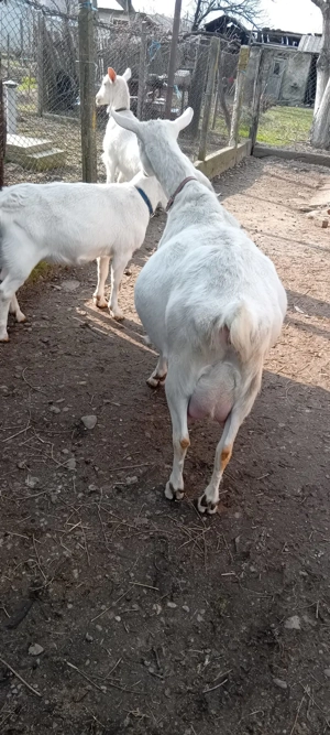 Vând capre tinere - imagine 3