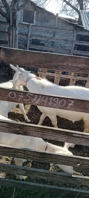 Vând capre tinere - imagine 5