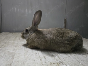 Femela hycole francez - imagine 2