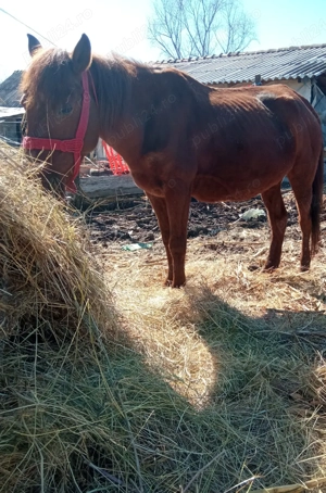 iapa de vanzare - imagine 4