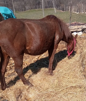 iapa de vanzare - imagine 3