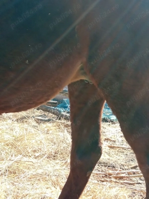 iapa de vanzare - imagine 2