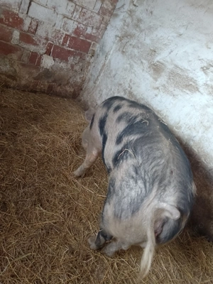 Scroafa foarte buna la prima fătare 11 bucati - imagine 4