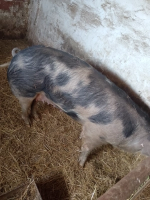 Scroafa foarte buna la prima fătare 11 bucati - imagine 3