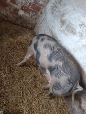 Scroafa foarte buna la prima fătare 11 bucati - imagine 2