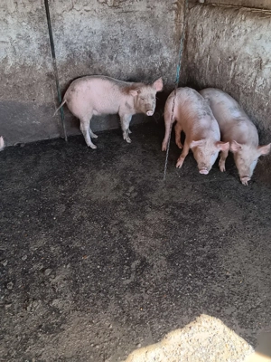 Vând purcei de carne - imagine 2