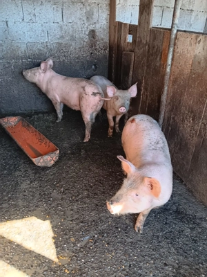 Vând purcei de carne