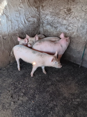 Vând purcei de carne - imagine 3