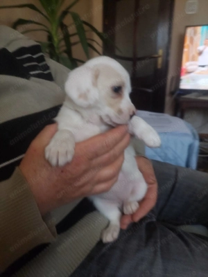 Pui cocker spaniel - imagine 5