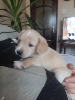 Pui cocker spaniel - imagine 4