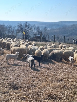 De vânzare!!! - imagine 2